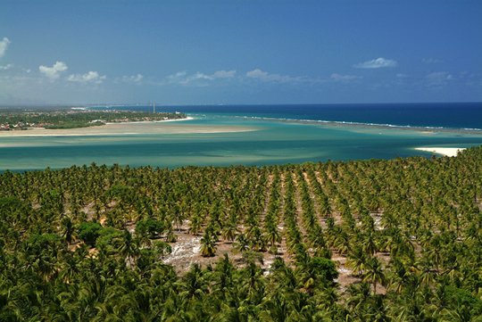 Gunga Beach and Coconut Trees