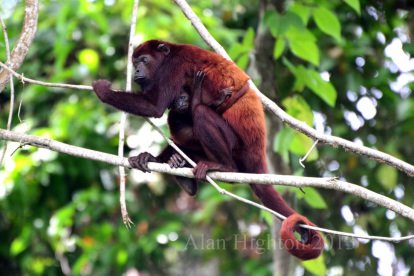 Monkey | Photo by Alan Highton – catatumbotour.com