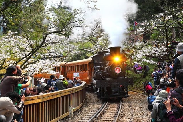 Railway and Cherry Blossons at Alishan National Scenic Area Taiwan