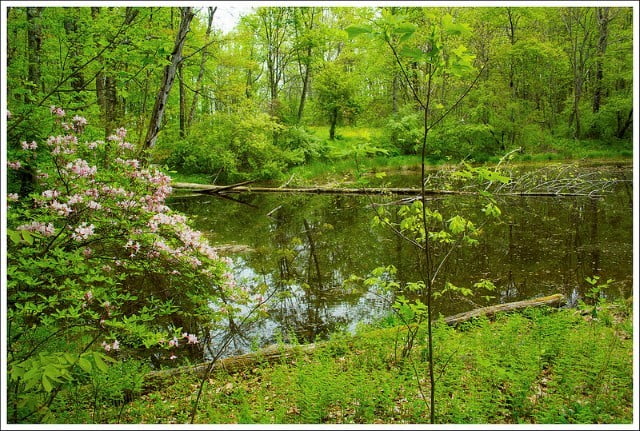 Appalachian Trail Punchbowl Pond