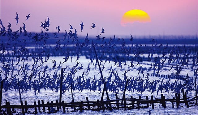 Migratory Birds at Taijiang National Park Tainan Taiwan