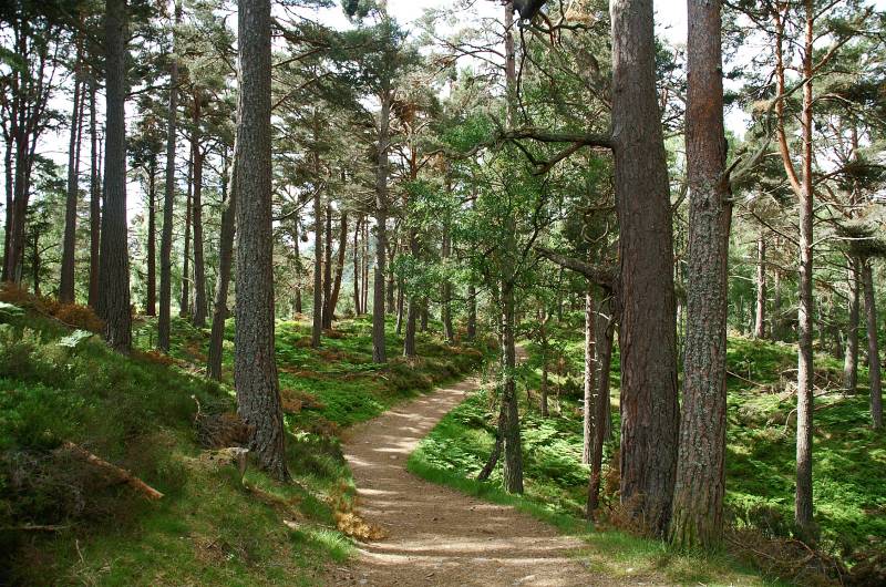Forest of Rothiemurchus