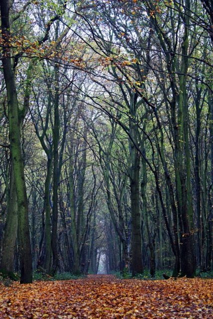 Top 7 Haunted Forests in the United Kingdom - World Top Top