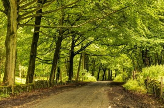 Top 7 Haunted Forests in the United Kingdom - World Top Top